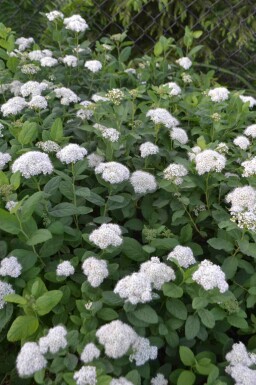 Weiße spiere Spiraea betulifolia 'Tor' strauch 25-30 C3 Spiraea betulifolia 'Tor' Strauch 25-30 cm