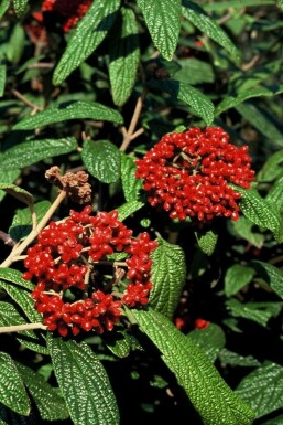 Runzelblättriger Schneeball Viburnum rhytidophyllum Strauch 30-40 Topf 3 ltr. (C3)