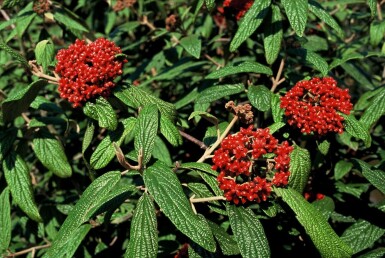 Runzelblättriger Schneeball Viburnum rhytidophyllum Strauch 30-40 Topf 3 ltr. (C3)