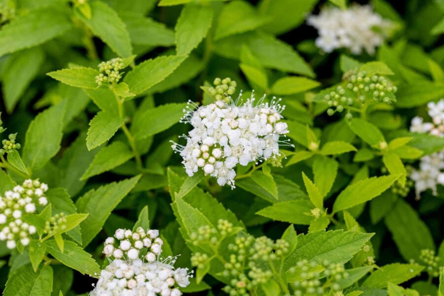 Japanische spierstrauch Spiraea japonica 'Albiflora' strauch 30-40 C10 Spiraea japonica 'Albiflora' Strauch 30-40 cm
