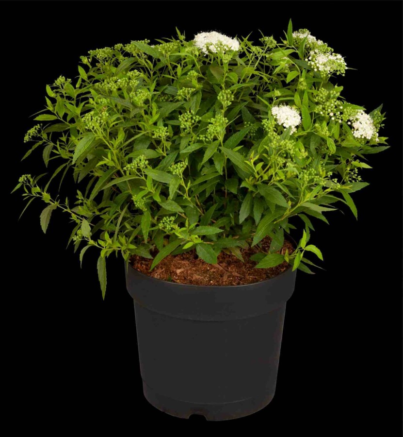 Japanische spierstrauch Spiraea japonica 'Albiflora' strauch 30-40 C10 Spiraea japonica 'Albiflora' Strauch 30-40 cm