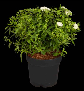 Japanische spierstrauch Spiraea japonica 'Albiflora' strauch 20-30 C3 Spiraea japonica 'Albiflora' Strauch 20-30 cm