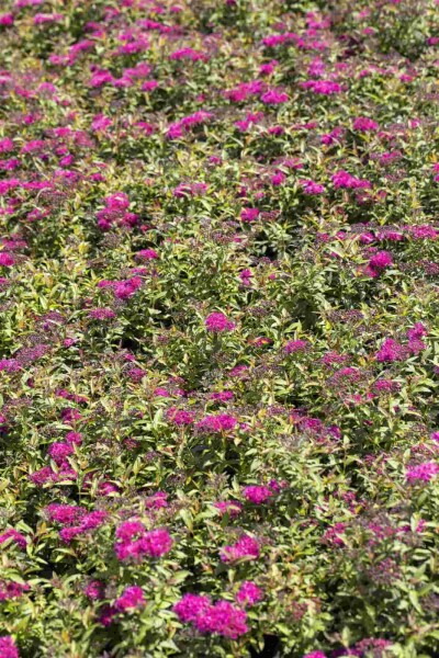 Japanische spierstrauch Spiraea japonica 'Anthony Waterer' strauch 40-60 C5 Spiraea japonica 'Anthony Waterer' Strauch 40-60 cm