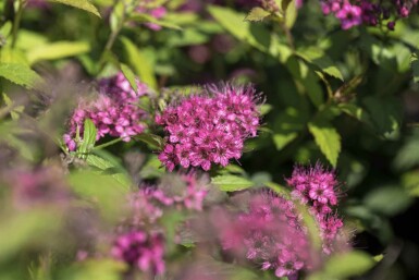 Japanische spierstrauch Spiraea japonica 'Anthony Waterer' strauch 40-60 C5 Spiraea japonica 'Anthony Waterer' Strauch 40-60 cm