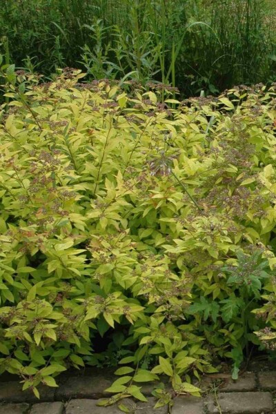 Spierstrauch Spiraea japonica 'Golden Princess' strauch 40-50 C10 Spiraea japonica 'Golden Princess' Strauch 40-50 cm