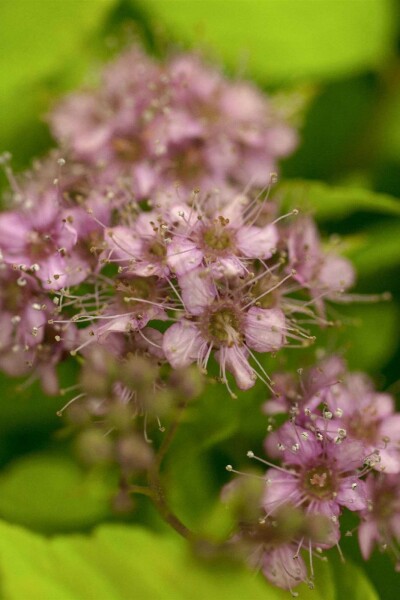 Japanische spiere Spiraea japonica 'Goldflame' strauch 10-15 C1,7 Spiraea japonica 'Goldflame' Strauch 10-15 cm