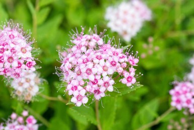 Zwergspiere Spiraea japonica 'Little Princess' strauch 30-40 C10 Spiraea japonica 'Little Princess' Strauch 30-40 cm