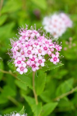 Zwergspiere Spiraea japonica 'Little Princess' strauch 30-40 C10 Spiraea japonica 'Little Princess' Strauch 30-40 cm