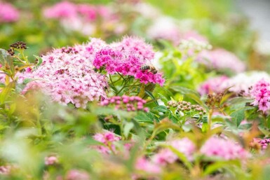 Zwergspiere Spiraea japonica 'Little Princess' strauch 30-40 C10 Spiraea japonica 'Little Princess' Strauch 30-40 cm