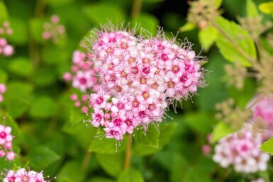 Zwergspiere Spiraea japonica 'Little Princess' strauch 20-30 C1,7 Spiraea japonica 'Little Princess' Strauch 20-30 cm