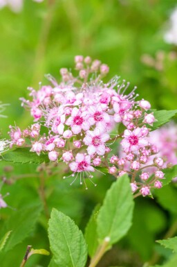 Zwergspiere Spiraea japonica 'Little Princess' strauch 20-30 C1,7 Spiraea japonica 'Little Princess' Strauch 20-30 cm