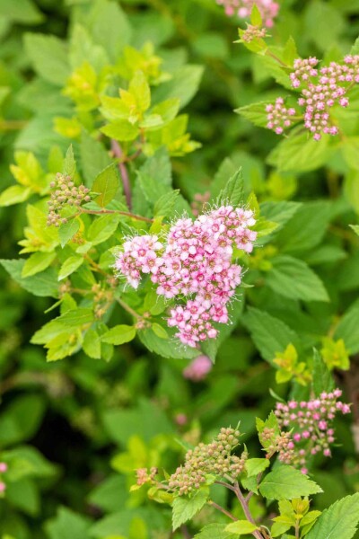 Zwergspiere Spiraea japonica 'Little Princess' strauch 30-40 C3 Spiraea japonica 'Little Princess' Strauch 30-40 cm