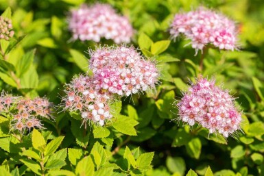 Zwergspiere Spiraea japonica 'Little Princess' strauch 30-40 C3 Spiraea japonica 'Little Princess' Strauch 30-40 cm