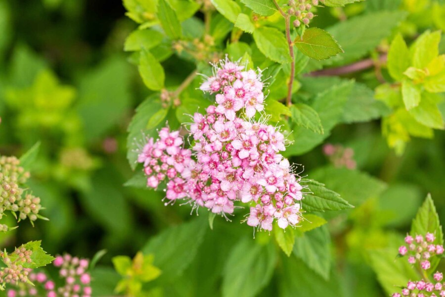 Zwergspiere Spiraea japonica 'Little Princess' strauch 30-40 C3 Spiraea japonica 'Little Princess' Strauch 30-40 cm