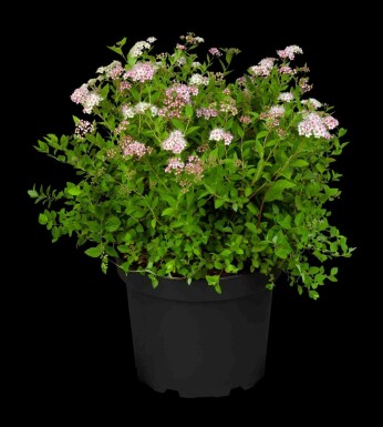 Zwergspiere Spiraea japonica 'Little Princess' strauch 30-40 C3 Spiraea japonica 'Little Princess' Strauch 30-40 cm