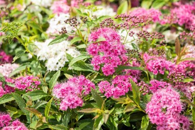 Zwergspiere Spiraea japonica 'Little Princess' strauch 30-40 C3 Spiraea japonica 'Little Princess' Strauch 30-40 cm