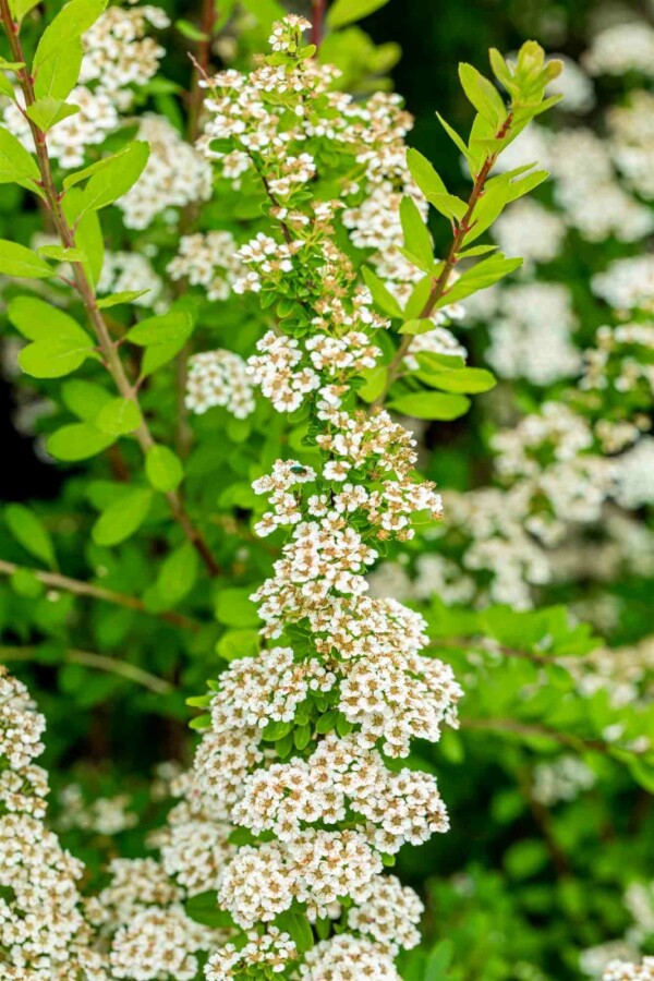 Japanische spiere Spiraea nipponica 'Snowmound' strauch 50-60 C10 Spiraea nipponica 'Snowmound' Strauch 50-60 cm