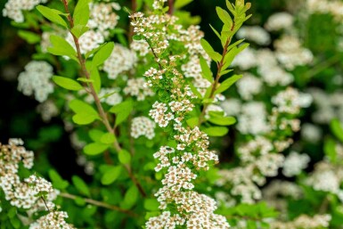 Japanische spiere Spiraea nipponica 'Snowmound' strauch 40-50 C3 Spiraea nipponica 'Snowmound' Strauch 40-50 cm