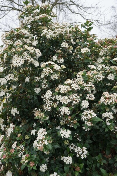 Mittelmeer-Schneeball Viburnum tinus Strauch 30-40 Topf 5 ltr. (C5) Viburnum tinus Strauch 30-40 cm