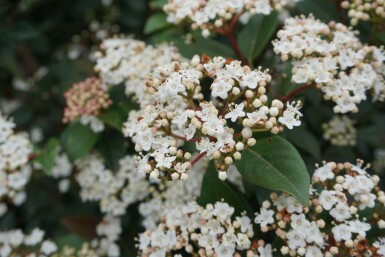 Mittelmeer-Schneeball Viburnum tinus Strauch 30-40 Topf 5 ltr. (C5) Viburnum tinus Strauch 30-40 cm