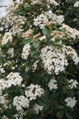 Mittelmeer-Schneeball Viburnum tinus Strauch 30-40 Topf 5 ltr. (C5) Viburnum tinus Strauch 30-40 cm