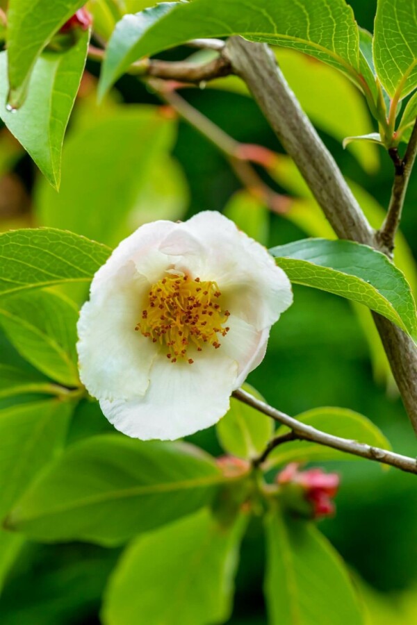 Japanische scheinkamelie Stewartia pseudocamellia strauch 30-40 C3 Stewartia pseudocamellia Strauch 30-40 cm