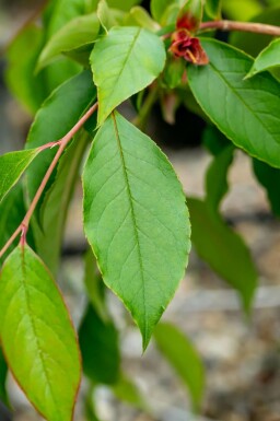 Japanische scheinkamelie Stewartia pseudocamellia strauch 30-40 C3 Stewartia pseudocamellia Strauch 30-40 cm