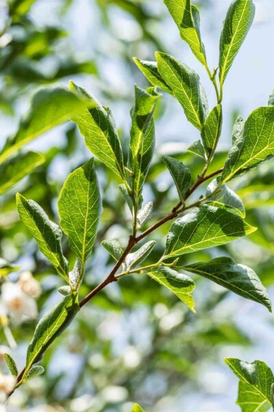 Japanischer schneeglöckchenbaum Styrax japonicus strauch 80-100 C12 Styrax japonicus Strauch 80-100 cm
