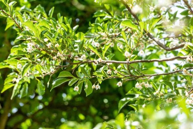 Japanischer schneeglöckchenbaum Styrax japonicus strauch 80-100 C12 Styrax japonicus Strauch 80-100 cm