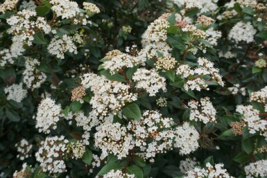 Mittelmeer-Schneeball Viburnum tinus Strauch 15-20 Topf 1,3 ltr. (P13) Viburnum tinus Strauch 15-20 cm