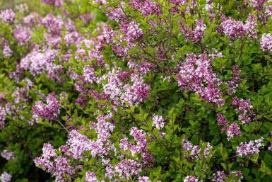 Meyers flieder Syringa meyeri 'Palibin' strauch 40-50 C7,5 Syringa meyeri 'Palibin' Strauch 40-50 cm