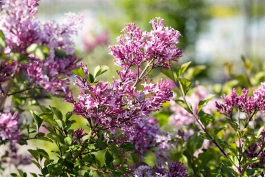 Meyers flieder Syringa meyeri 'Palibin' strauch 40-50 C7,5 Syringa meyeri 'Palibin' Strauch 40-50 cm