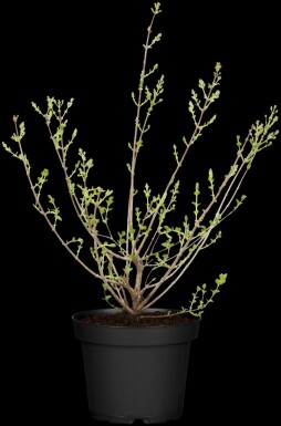 Meyers flieder Syringa meyeri 'Palibin' strauch 40-50 C7,5 Syringa meyeri 'Palibin' Strauch 40-50 cm