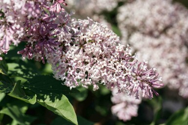Flieder Syringa patula 'Miss Kim' strauch 30-40 C3 Syringa patula 'Miss Kim' Strauch 30-40 cm