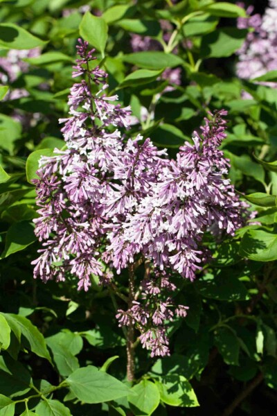 Flieder Syringa patula 'Miss Kim' strauch 40-50 C7,5 Syringa patula 'Miss Kim' Strauch 40-50 cm