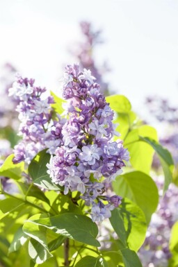 Flieder Syringa vulgaris strauch 30-50 C2 Syringa vulgaris Strauch 30-50 cm