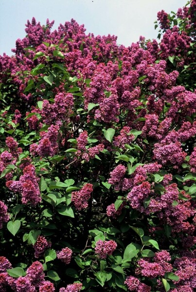 Gartenflieder Syringa vulgaris 'Andenken an Ludwig Spath' strauch 60-80 C7,5 Syringa vulgaris 'Andenken an Ludwig Spath' Strauch 60-80 cm