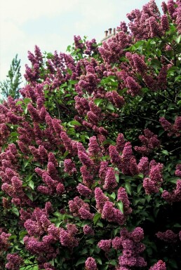 Gartenflieder Syringa vulgaris 'Andenken an Ludwig Spath' strauch 60-80 C7,5 Syringa vulgaris 'Andenken an Ludwig Spath' Strauch 60-80 cm
