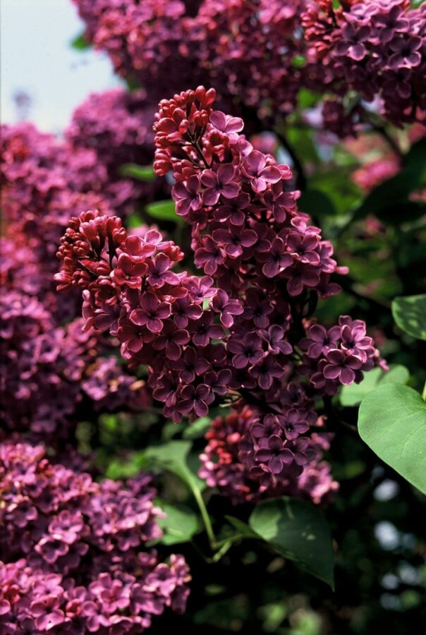 Gartenflieder Syringa vulgaris 'Andenken an Ludwig Spath' strauch 60-80 C7,5 Syringa vulgaris 'Andenken an Ludwig Spath' Strauch 60-80 cm