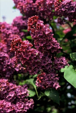 Gartenflieder Syringa vulgaris 'Andenken an Ludwig Spath' strauch 60-80 C7,5 Syringa vulgaris 'Andenken an Ludwig Spath' Strauch 60-80 cm