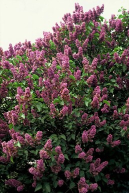 Gartenflieder Syringa vulgaris 'Andenken an Ludwig Spath' strauch 60-80 C7,5 Syringa vulgaris 'Andenken an Ludwig Spath' Strauch 60-80 cm