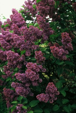 Gartenflieder Syringa vulgaris 'Andenken an Ludwig Spath' strauch 60-80 C7,5 Syringa vulgaris 'Andenken an Ludwig Spath' Strauch 60-80 cm