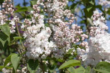 Gemeiner flieder Syringa vulgaris 'Beauty of Moscow' strauch 25-30 C3 Syringa vulgaris 'Beauty of Moscow' Strauch 25-30 cm