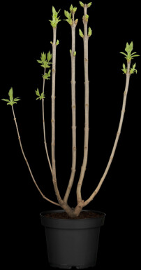 Gemeiner flieder Syringa vulgaris 'Beauty of Moscow' strauch 25-30 C3 Syringa vulgaris 'Beauty of Moscow' Strauch 25-30 cm