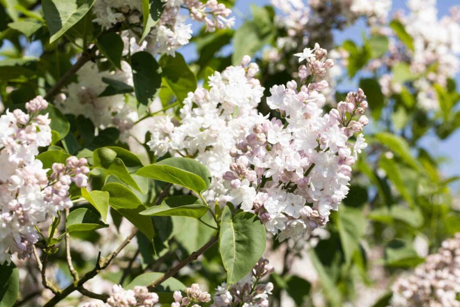 Gemeiner flieder Syringa vulgaris 'Beauty of Moscow' strauch 60-80 C7,5 Syringa vulgaris 'Beauty of Moscow' Strauch 60-80 cm