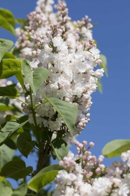 Gemeiner flieder Syringa vulgaris 'Beauty of Moscow' strauch 60-80 C7,5 Syringa vulgaris 'Beauty of Moscow' Strauch 60-80 cm