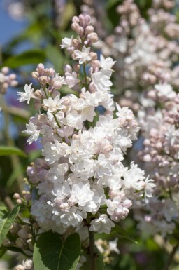 Gemeiner flieder Syringa vulgaris 'Beauty of Moscow' strauch 60-80 C7,5 Syringa vulgaris 'Beauty of Moscow' Strauch 60-80 cm