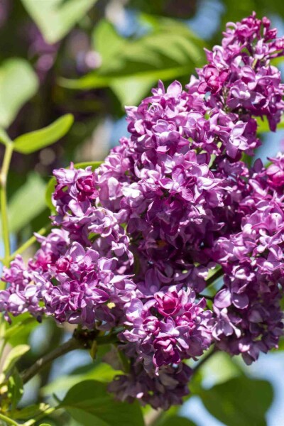Flieder Syringa vulgaris 'Charles Joly' strauch 30-40 C3 Syringa vulgaris 'Charles Joly' Strauch 30-40 cm