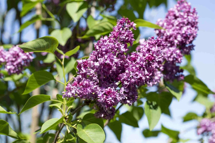 Flieder Syringa vulgaris 'Charles Joly' strauch 30-40 C3 Syringa vulgaris 'Charles Joly' Strauch 30-40 cm