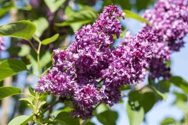 Flieder Syringa vulgaris 'Charles Joly' strauch 30-40 C3 Syringa vulgaris 'Charles Joly' Strauch 30-40 cm